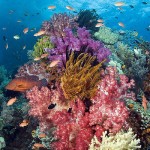 Đắm say vẻ đẹp quần đảo Raja Ampat