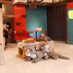 Những quán cafe mèo dễ thương ở Seoul