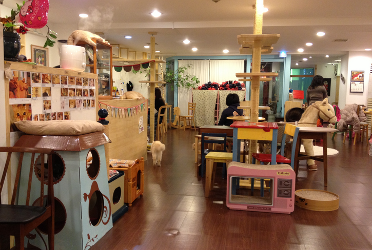 Những quán cafe mèo dễ thương ở Seoul