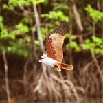 Khám phá công viên sinh thái Kilim tại Langkawi