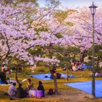 le hoi hoa anh dao Jinhae