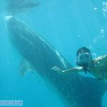Whaleshark dumaguete