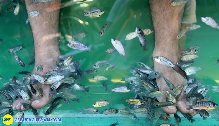 Massage chân bằng cá ở Manila park