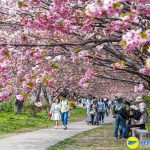 Điểm đến ngắm hoa anh đào tuyệt đẹp tại Nhật Bản