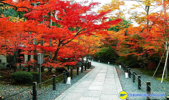 Cây lá đỏ rợp phố Tokyo
