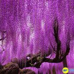 Hoa tử đăng – Cung đường hoa quyến rũ tại Nhật Bản