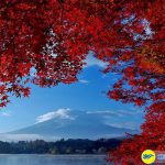 Ngắm rừng lá phong đỏ ở  miền Trung Nhật Bản