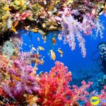 Những địa điểm lặn biển lý tưởng tại Philippines