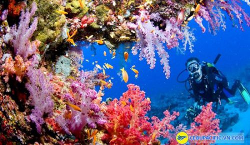 Những địa điểm lặn biển lý tưởng tại Philippines
