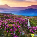 Thung lũng các loài hoa đầy màu sắc